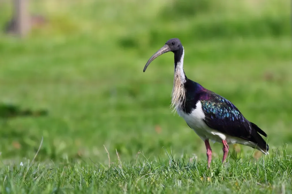 File:Threskiornis spinicollis -Cranbourne, Melbourne, Australia-8.jpg
