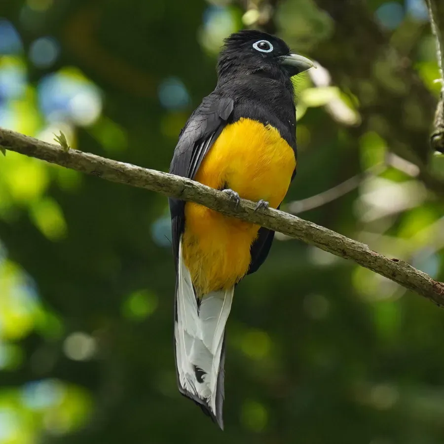 File:Trogon chionurus 292094901.jpg