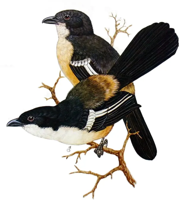 File:Laniarius ferrugineus00.jpg