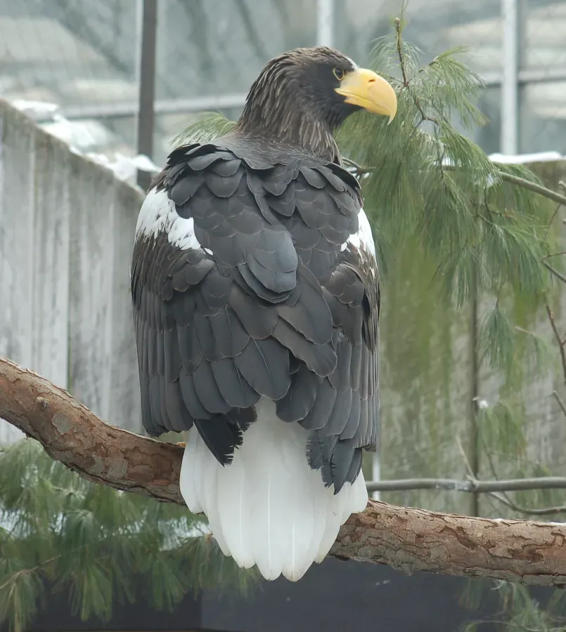 File:Steller's Sea Eagle Haliaeetus pelagicus Back 1700px.jpg