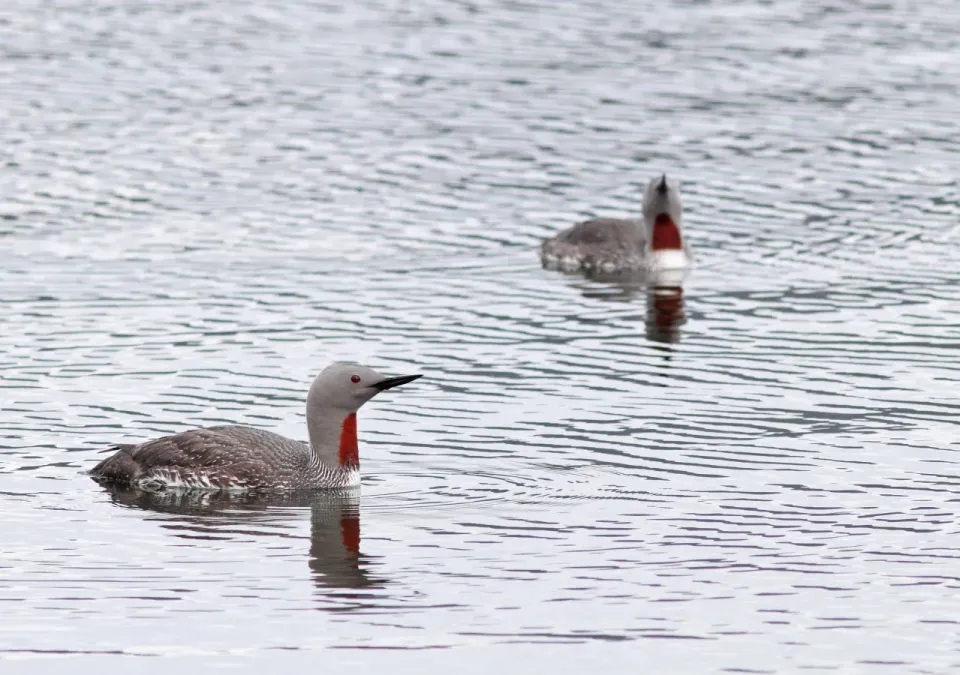 File:Roodkeelduiker - red-throated diver - Gavia stellata 2.jpg