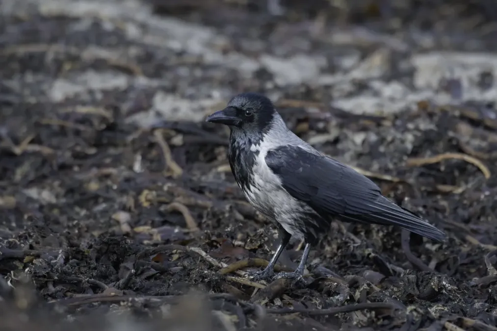 File:Hybrid Hooded x Carrion crow (Corvus corone cornix x corone) 2022.jpg