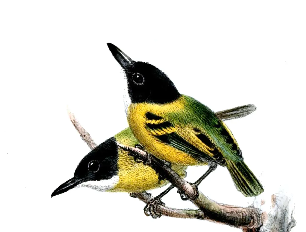 File:Todirostrum nigriceps Wolf.jpg