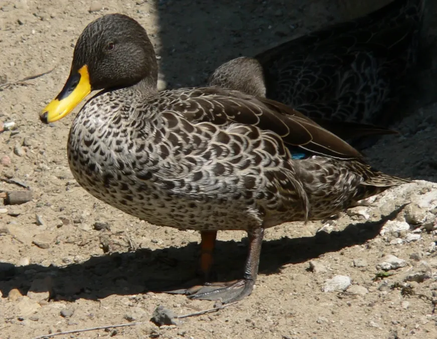 File:Gelbschnabelente Anas undulata 0505273 Wikiausschnitt.jpg