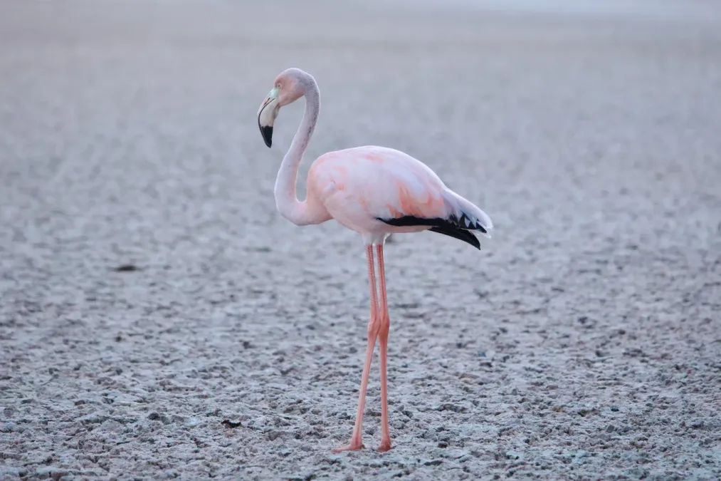 File:American flamingo in Galápagos (Phoenicopterus ruber).jpg