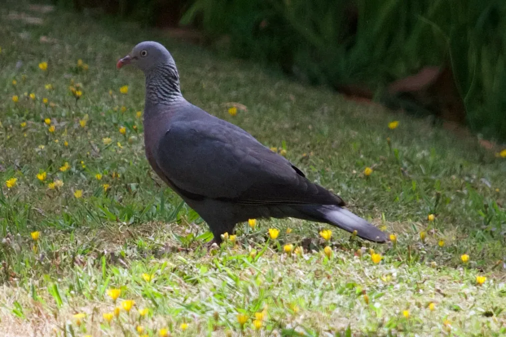 File:Columba trocaz 525004905.jpg