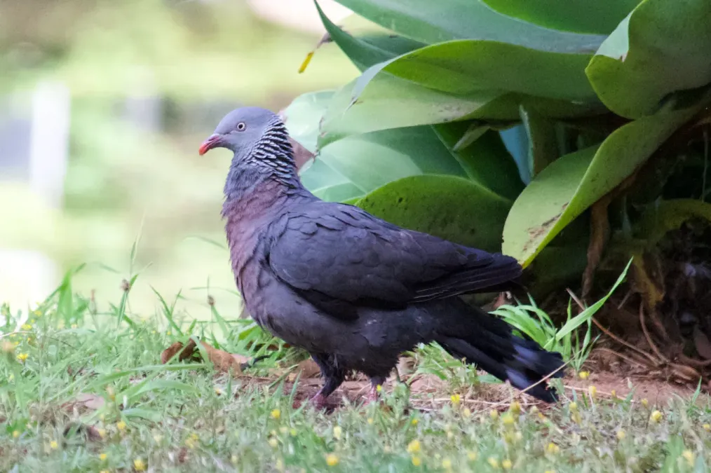 File:Columba trocaz 525000647.jpg