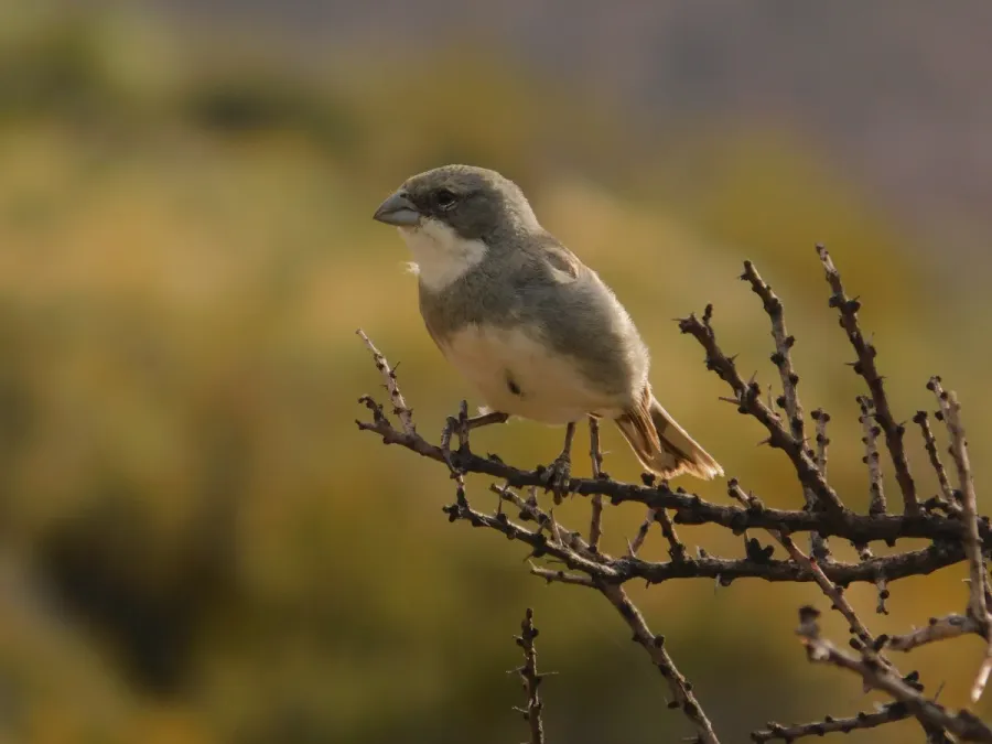 File:Diuca diuca Sierra Pailemán, Río Negro, Argentina 001.jpg