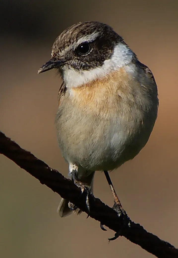 File:Saxicola dacotiae 3.jpg