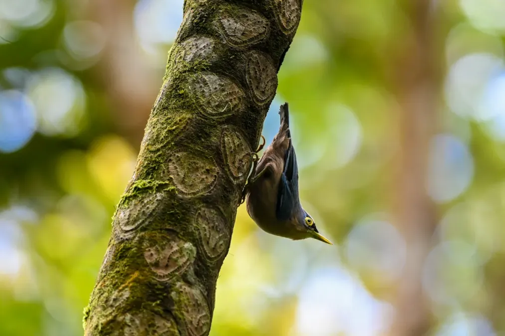 File:Sulfur-billed Nuthatch (Sitta oenochlamys).jpg