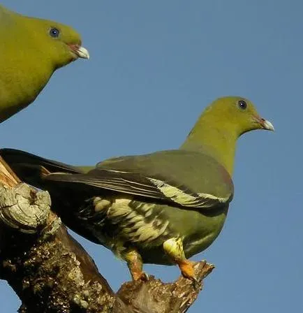 File:Treron australis 2.jpg