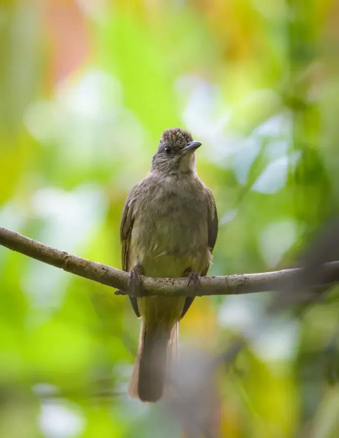File:Ashy-fronted Bulbul (Pycnonotus cinereifrons).jpg
