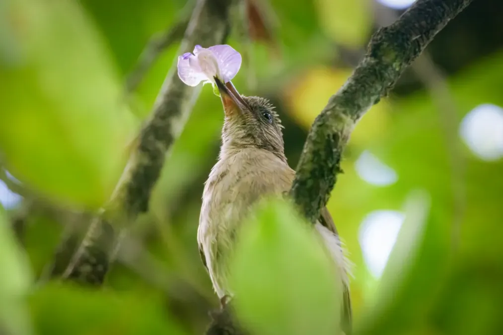 File:Ashy-fronted Bulbul(Pycnonotus cinereifrons).jpg
