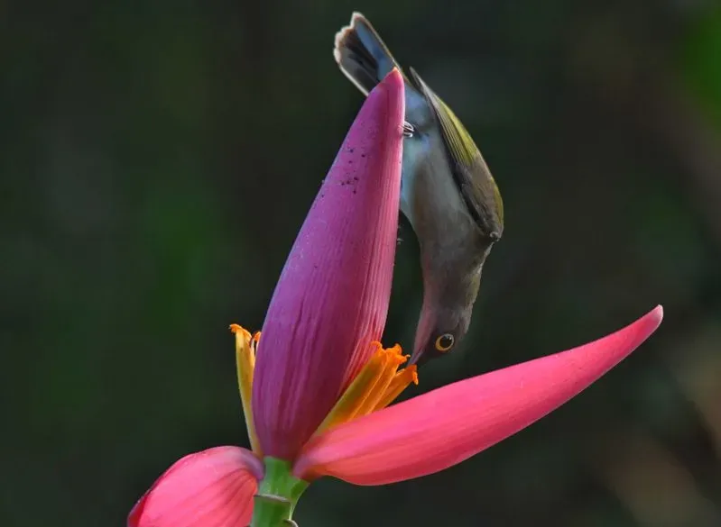 File:Pale Spiderhunter (Arachnothera dilutior).jpg
