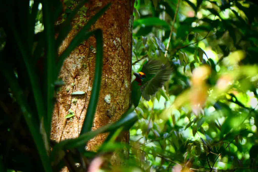 File:Psilopogon mystacophanos at Puncak Anai.jpg