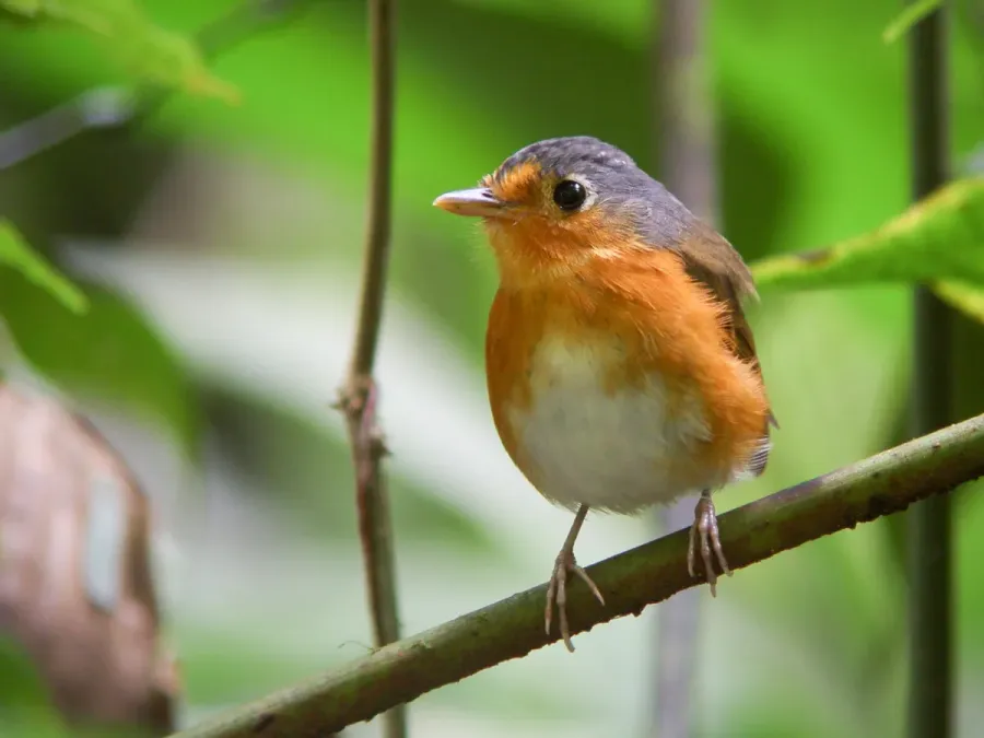 File:Grallaricula cumanensis - Sucre Antpitta 2.jpg