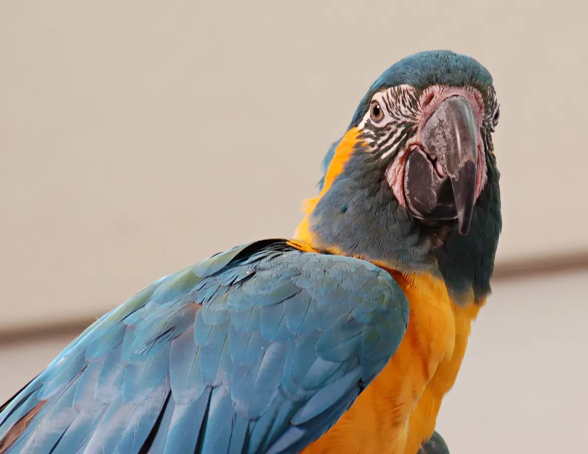 File:Blue-throated Macaw Ara glaucogularis Head 2200px.jpg