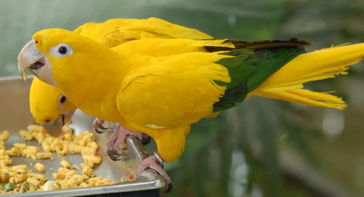 File:Golden Conure Guaruba guarouba Feeding 2134px.jpg
