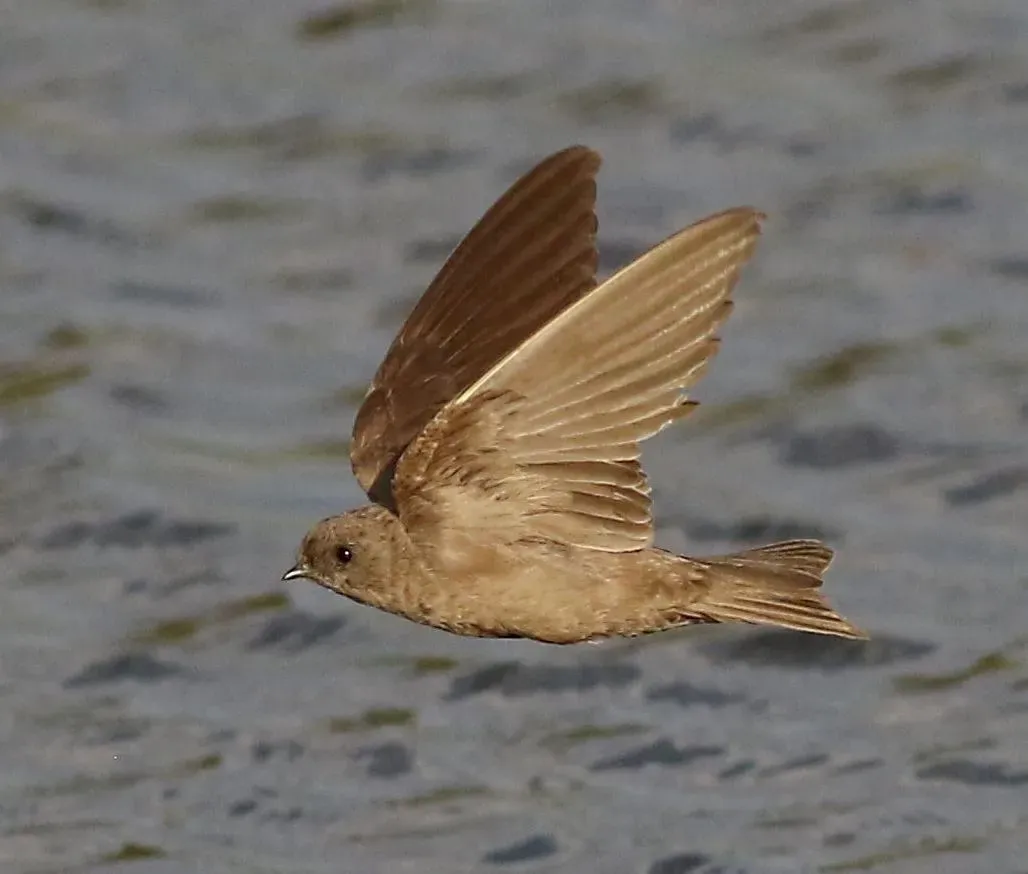 File:Brown-throated martin, Riparia paludicola, at Marievale Nature Reserve, Gauteng, South Africa. (22495912870), crop.jpg
