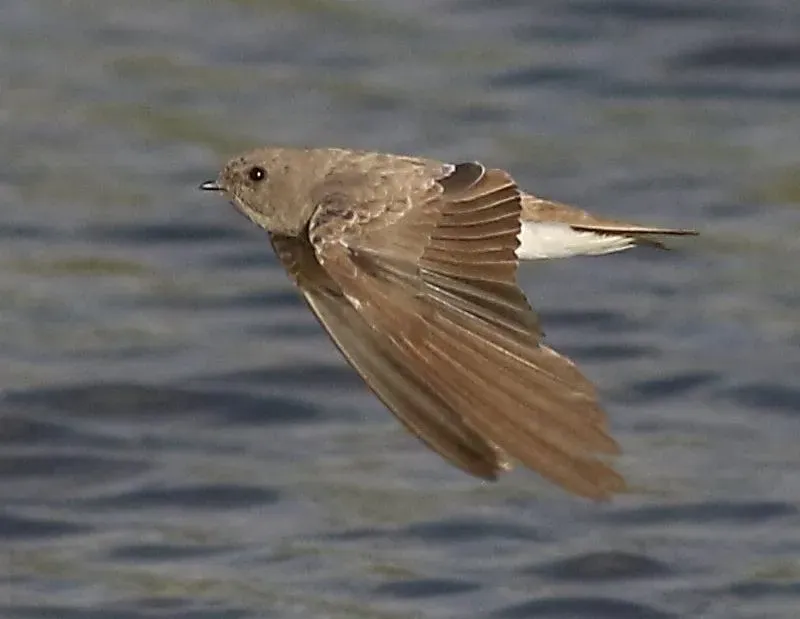 File:Brown-throated martin, Riparia paludicola, at Marievale Nature Reserve, Gauteng, South Africa. (22670330622), crop.jpg