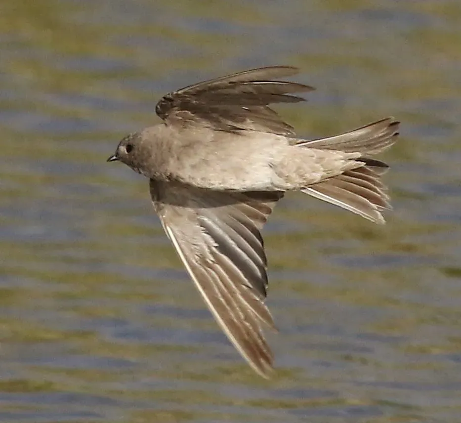 File:Brown-throated martin, Riparia paludicola, at Marievale Nature Reserve, Gauteng, South Africa. (22670342422), crop.jpg