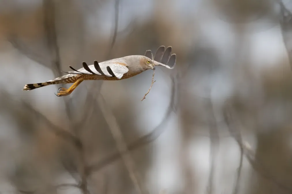 File:Spotted Harrier (Circus assimilis) - Flickr - patrickkavanagh.jpg