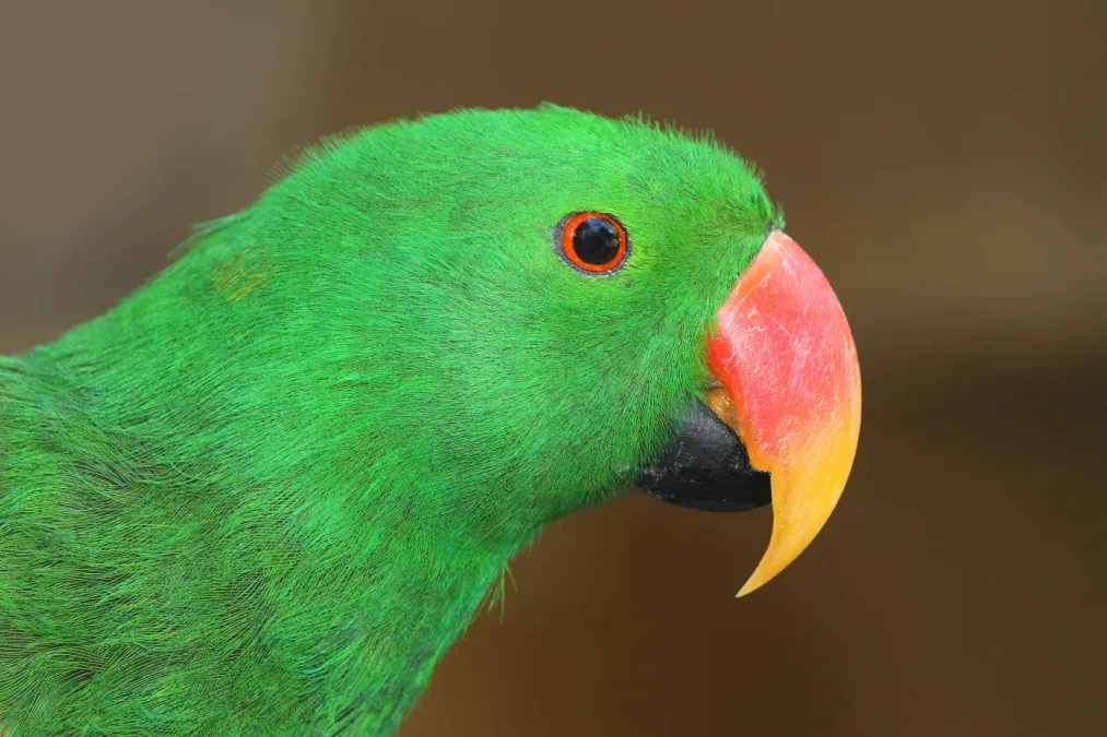 File:Eclectus roratus 01.jpg