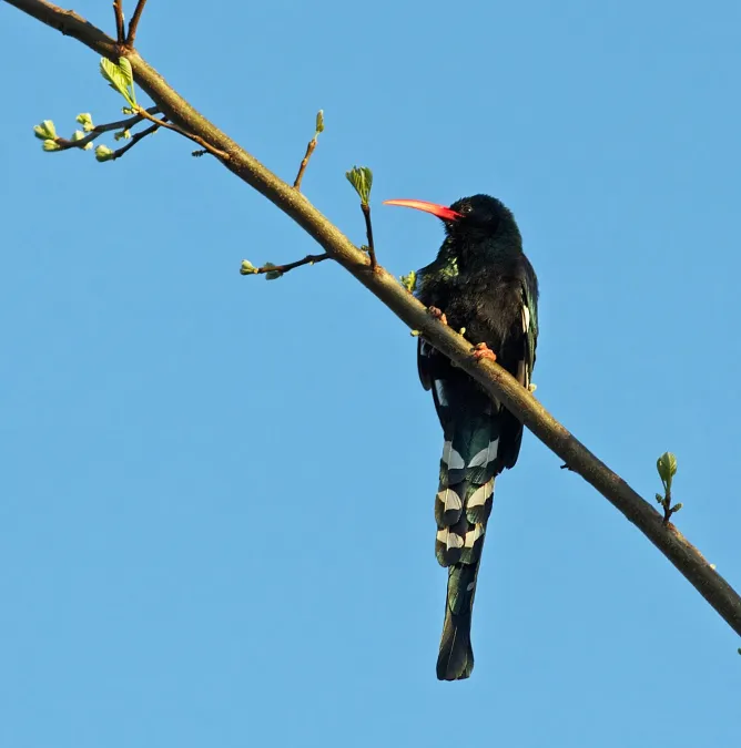 File:Phoeniculus purpureus -South Africa-8a.jpg