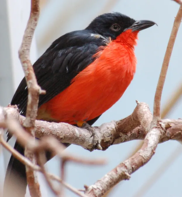 File:Black-headed Gonolek Laniarius erythrogaster National Aviary 1200px.jpg