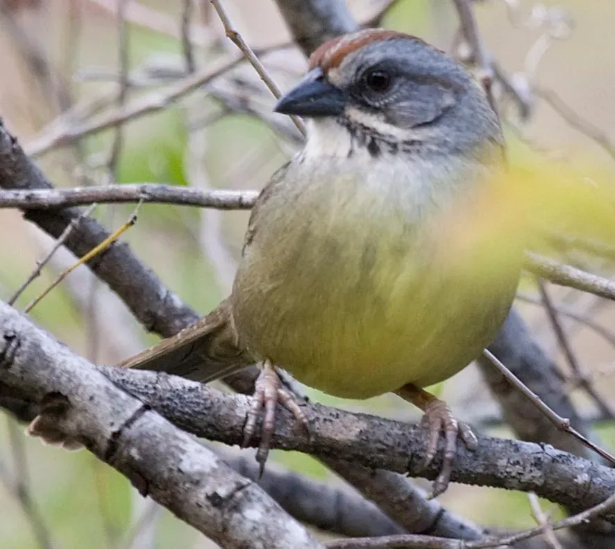 File:Torreornis inexpectata 3.jpg