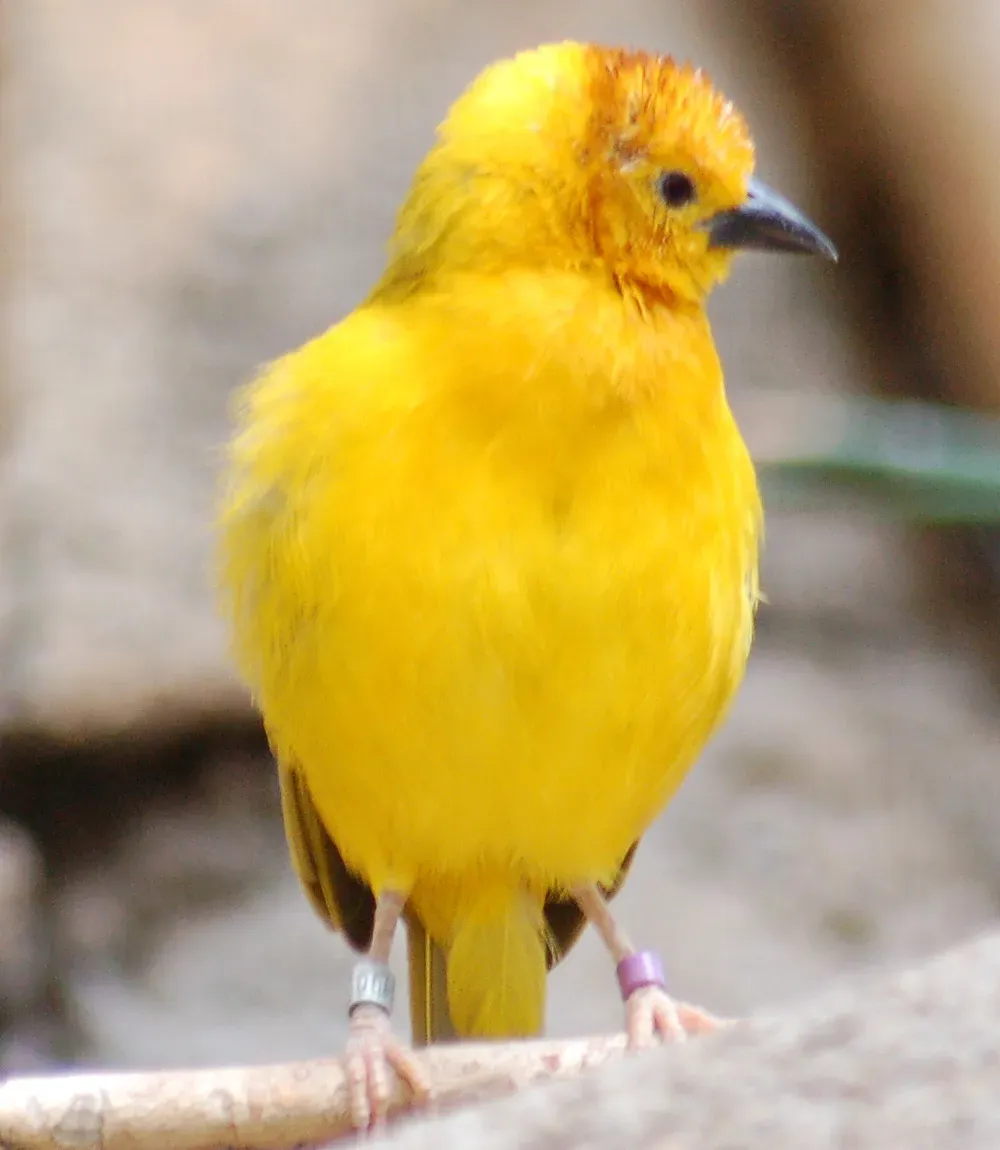 File:Taveta Golden-weaver Ploceus castaneiceps National Aviary 1000px.jpg