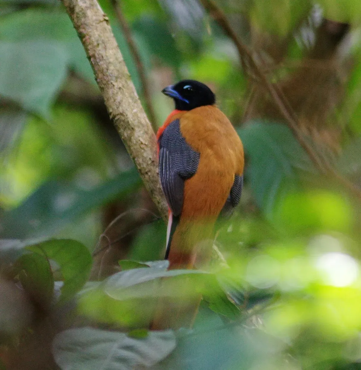 File:Harpactes orrhophaeus 546786724.jpg