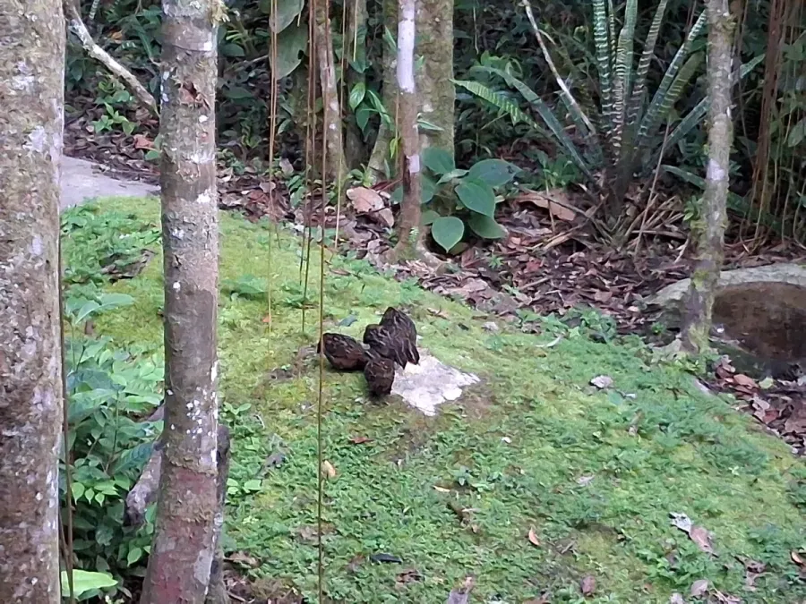 File:20250706 072828 Corcovado pechirrufo Odontophorus speciosus en Reserva Arena Blanca.jpg