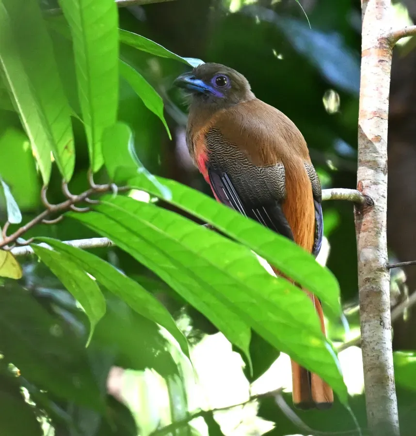 File:Harpactes diardii 457993356.jpg