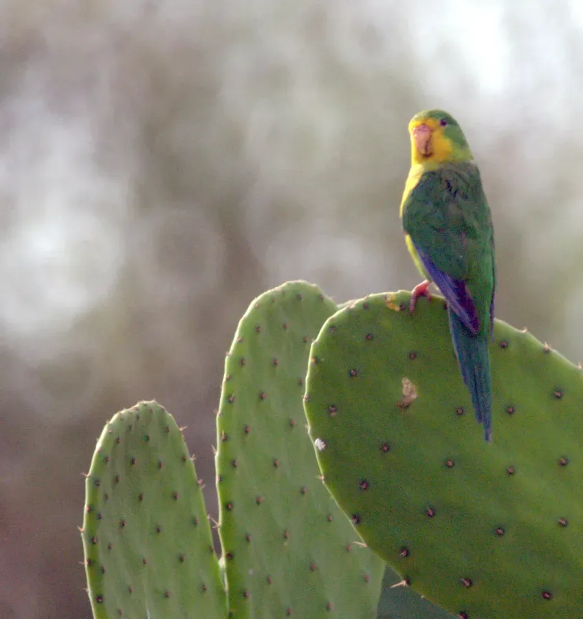 File:Psilopsiagon a aurifrons-Male-JMM-SBartolo Zarate-DSC 0510-20111030.jpg