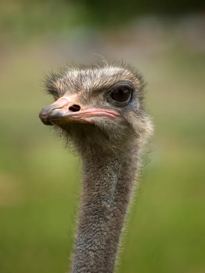 File:Struthio camelus portrait Whipsnade Zoo.jpg