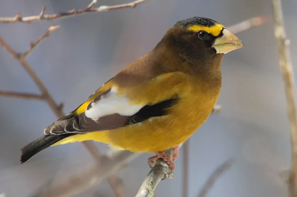 File:Coccothraustes-vespertinus-002.jpg