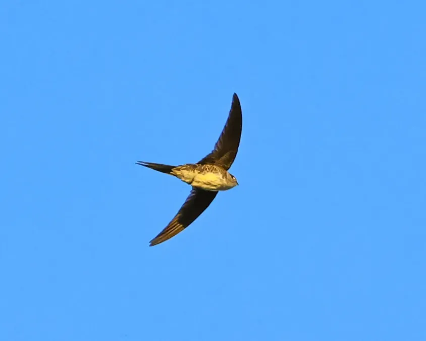 File:Tachornis squamata - rodrigo lazaro - 542416055.jpeg