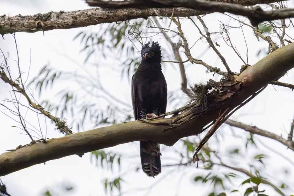File:Spizaetus tyrannus - Leonardo Breder Passalacqua - 540438349.jpeg