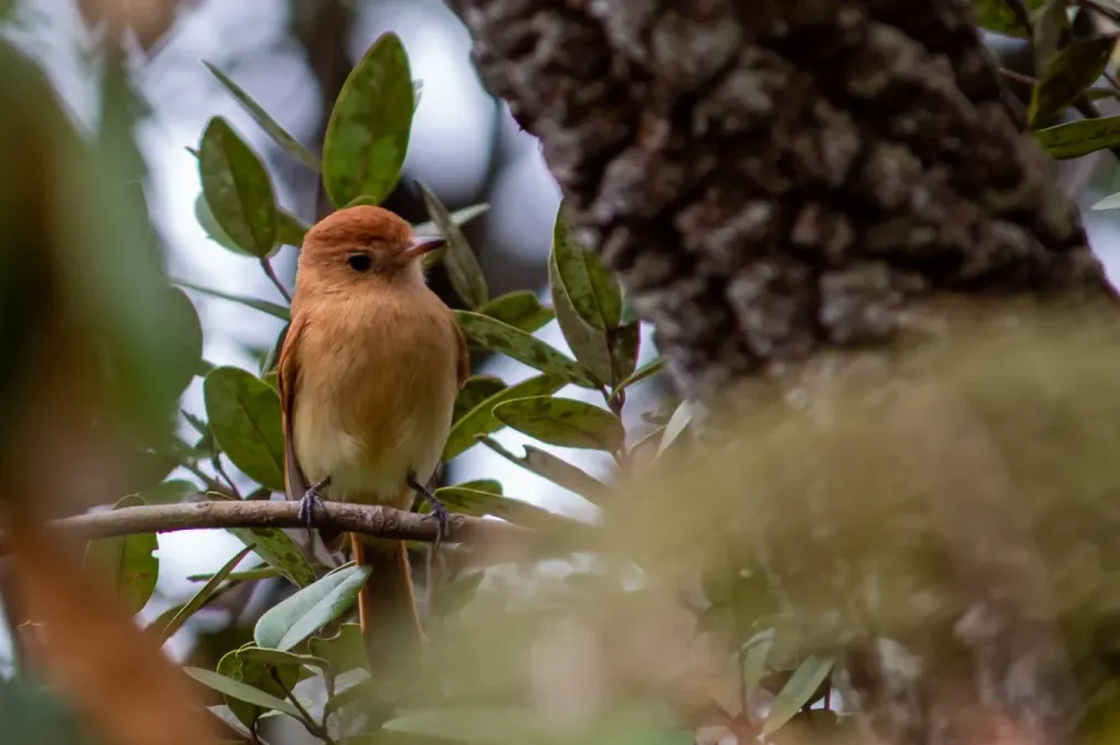 File:Casiornis rufus - Arthur Bruck - 538011886.jpeg