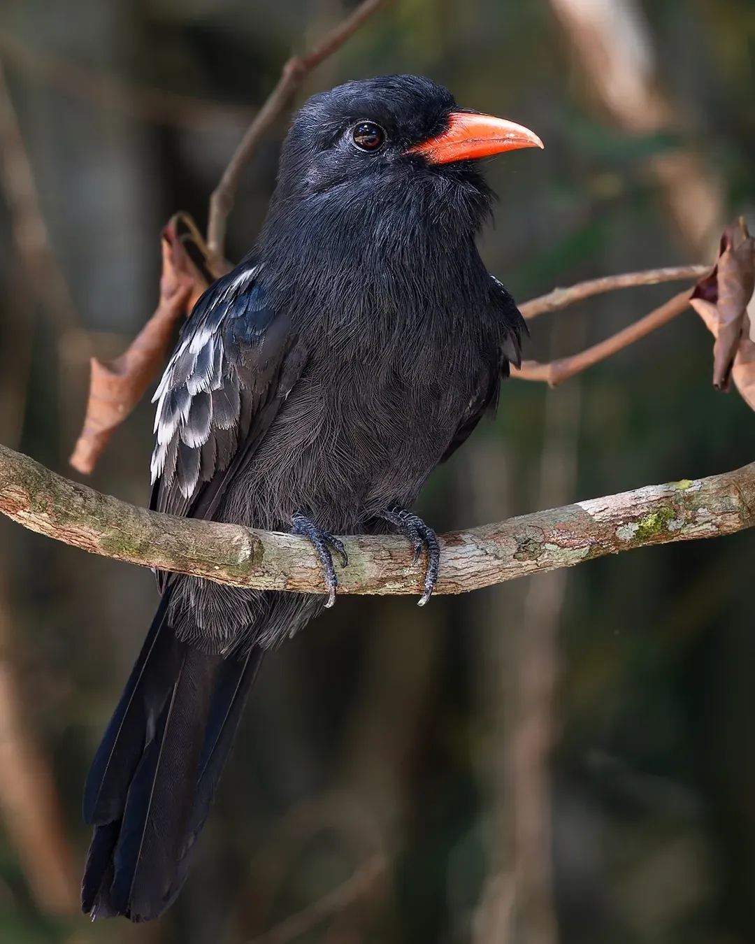 File:Monasa atra - Paulo Mascaretti - 533910391.jpeg