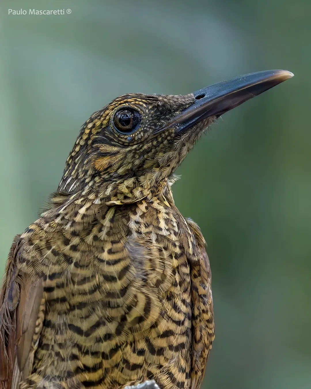 File:Dendrocolaptes picumnus - Paulo Mascaretti - 533680779.jpeg