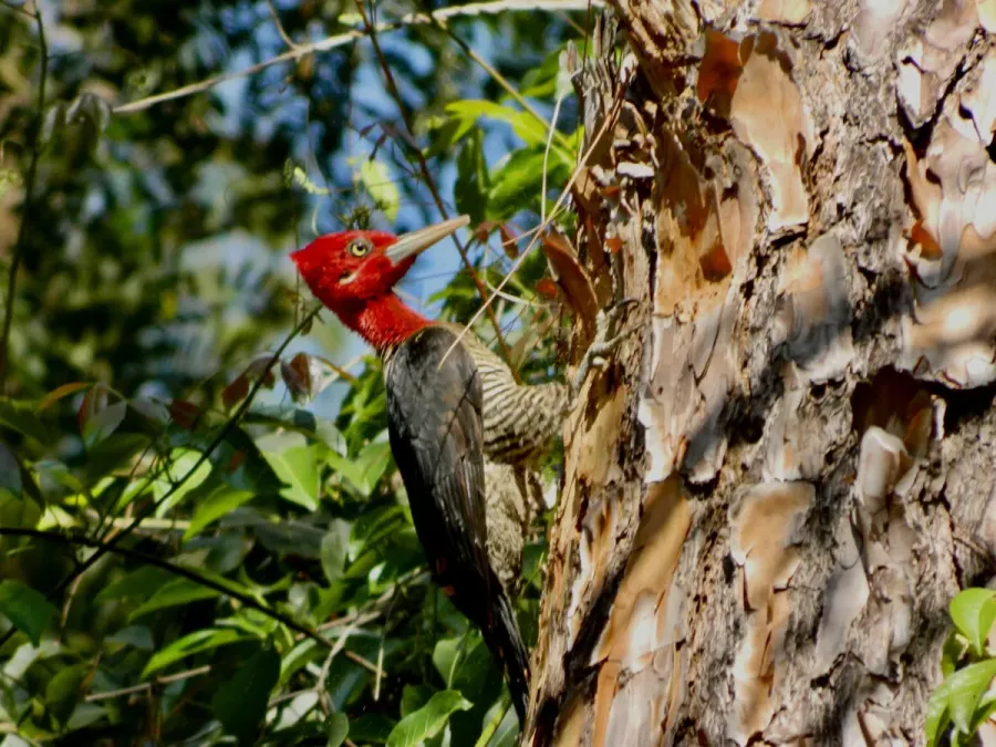 File:Campephilus robustus - lauraararinhas - 533232638.jpeg