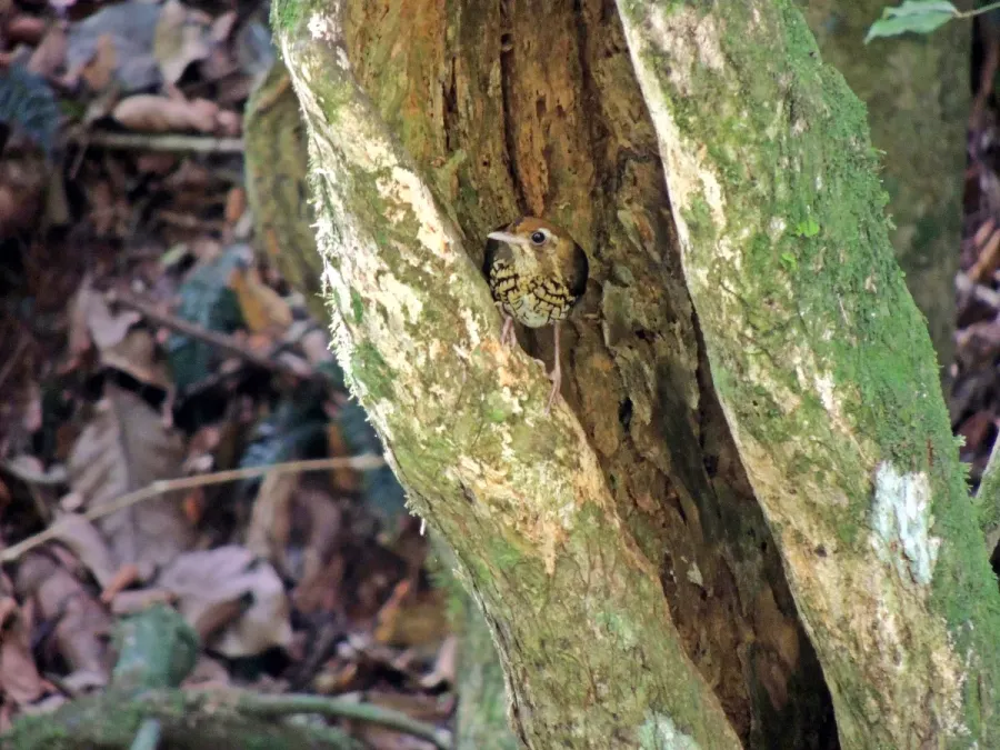File:Chamaeza campanisona - Aline Fernanda Antunes - 533161742.jpeg