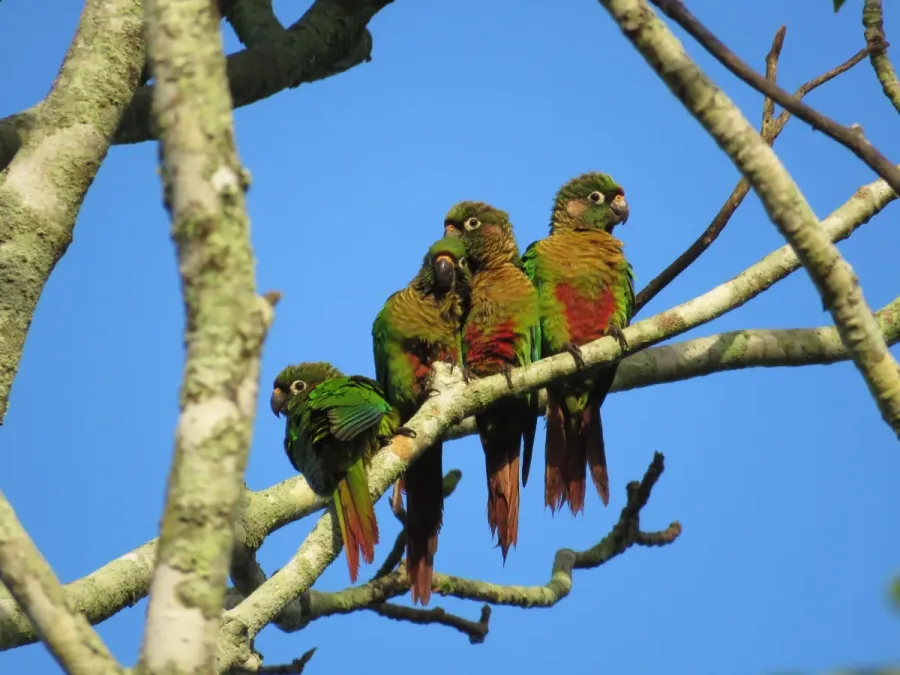 File:Pyrrhura frontalis - Pablo Cauã da Silva Toledo - 532906029.jpeg