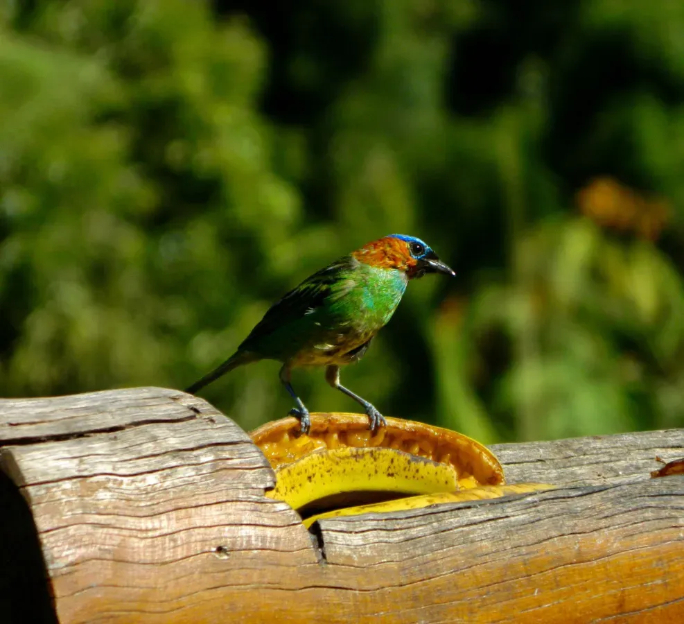 File:Tangara cyanocephala - lauraararinhas - 505989911.jpeg