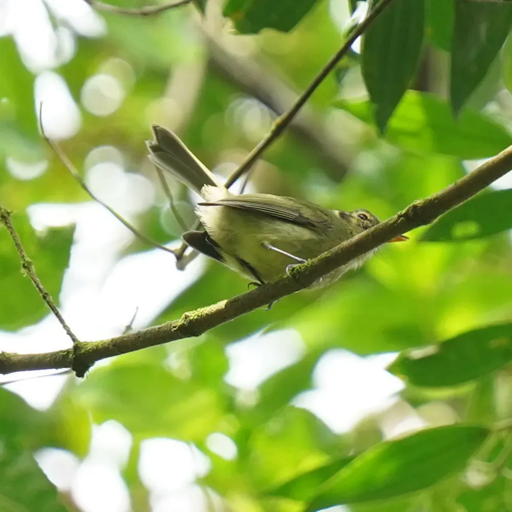 File:Phylloscartes oustaleti - Daniel S. Katz - 478470066.jpeg