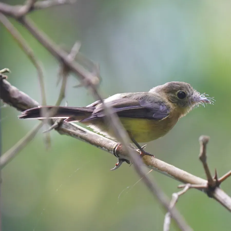 File:Myiobius barbatus - Daniel S. Katz - 478459160.jpeg