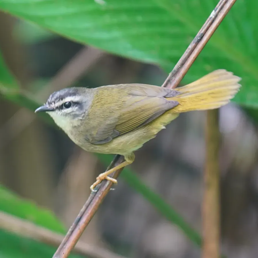 File:Myiothlypis rivularis - Daniel S. Katz - 478456804.jpeg