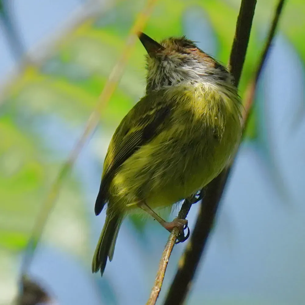 File:Myiornis auricularis - Daniel S. Katz - 478456800.jpeg